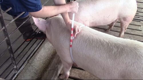 How to weigh a pig without a scale