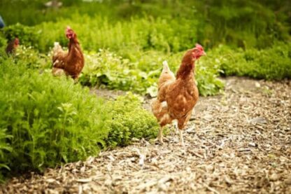The perfect guide to start Farming for success - Farming in South Africa