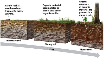 Where do soils come from and how do they form