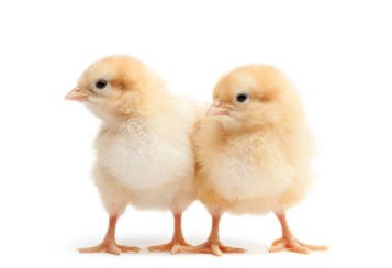 How to Sex Chickens: Male or Female