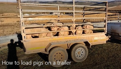 How to Load pigs on a trailer