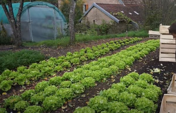 Beginner's Guide to Growing Vegetables for Profit