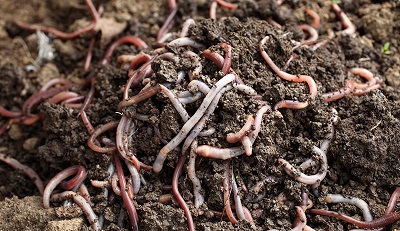 How to get Free Chicken Feed farming with worms