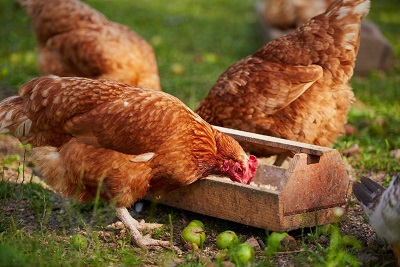 Free Chicken Feed - How to get Free Chicken Feed