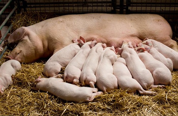 Pig Farming - Beginners Guide