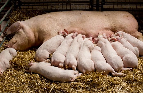 Housing For Pigs Farming In South Africa