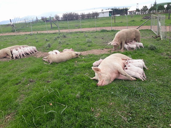 Beginners Guide to Pig Farming
