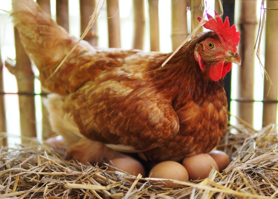 How chicken eggs are made
