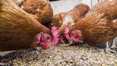 Chicken Feed Prices Soaring and DIY Solution