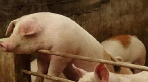 8 Common Pig Diseases and How to Treat Them