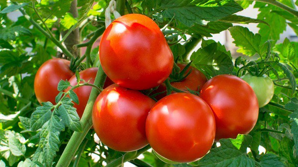 Everything you need to know about Tomato Farming