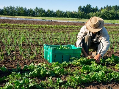 Farming in South Africa