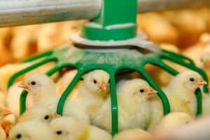 A Comprehensive Guide to Chicken Farming in South Africa