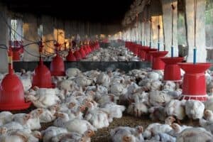 A Comprehensive Guide to Chicken Farming in South Africa