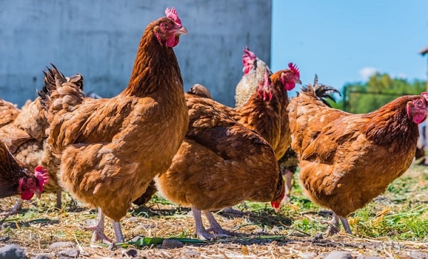 Getting your Chicken Farm Started in 10 easy Steps