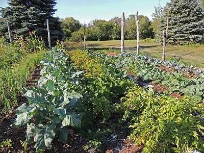 How to start farming with a small budget