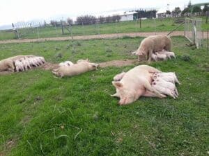 Key Factors for Successful Pig Farming in South Africa