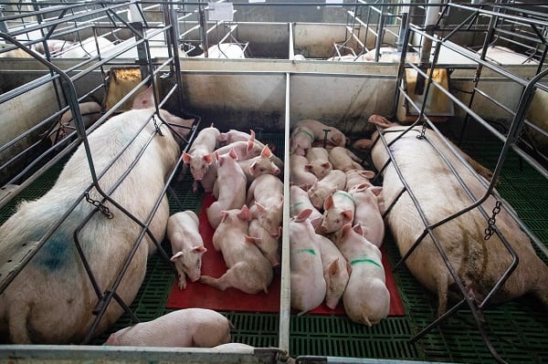 How to turn around a struggling pig farming business into success