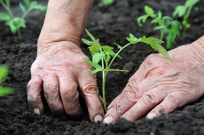 Make a living by selling seedlings