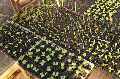 Make a living by selling seedlings