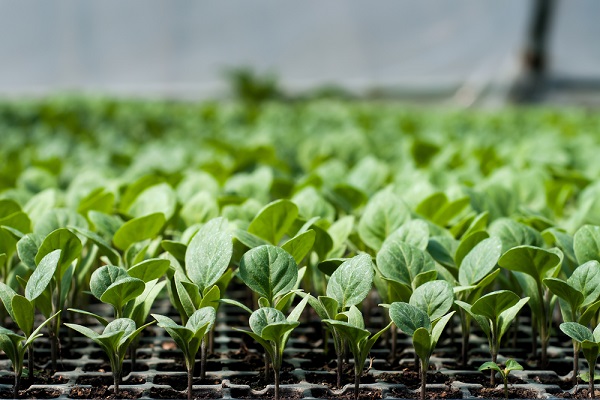 Make a living by farming and selling seedlings