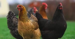 Pro's and Cons of Chicken Farming