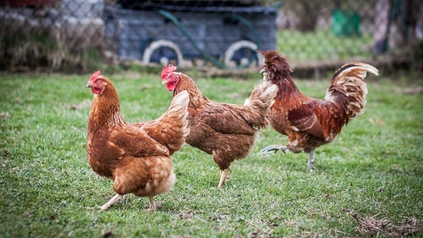 Pro's and Cons of Chicken Farming