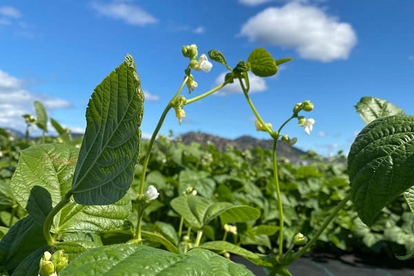 Reasons why you should consider Bean Farming