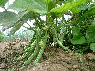 Reasons why you should consider Bean Farming