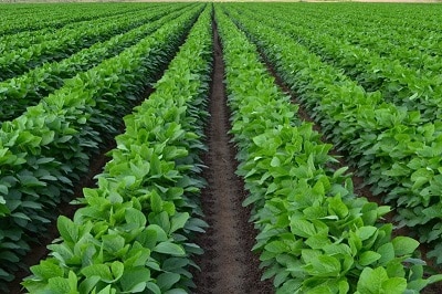 Reasons why you should consider Bean Farming