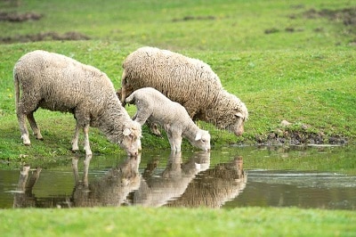 Overberg Farming Livestock and Agriculture