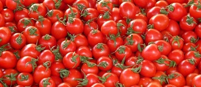 Everything you need to know about Tomato Farming