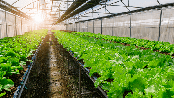 What you should know about Green Farming