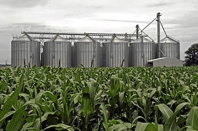 What you should know before starting a maize farm