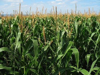 What you should know before starting a maize farm