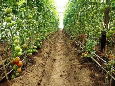 Everything you need to know about Tomato Farming