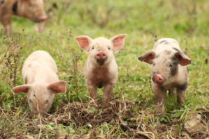 From Piglets to Profits A Step-by-Step Guide to Buying and Selling Pigs Farming South Africa