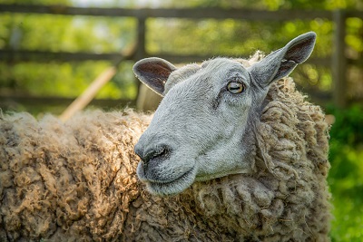 Wool eating or Wool biting Sheep