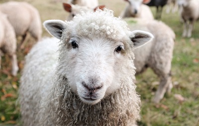 Wool eating or Wool biting Sheep