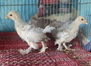 Bantam Chicks