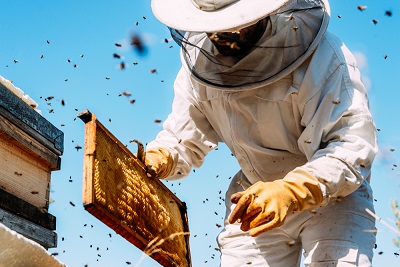 Basic Insights on Beekeeping and How to Start