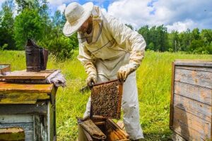 7 Great Ideas to Start Farming in September - Beekeeping Basics - Start Your Hive Journey