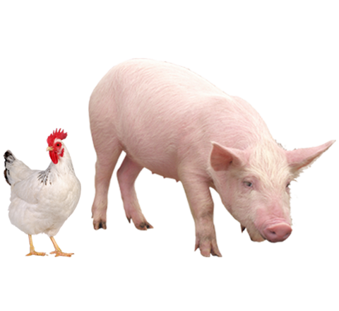 Pig and Poultry Farming South Africa