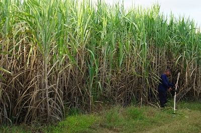 Farming in South Africa - Types of Farming