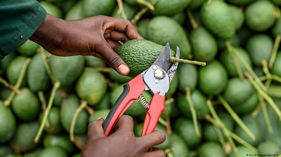 Farm Economics in South Africa