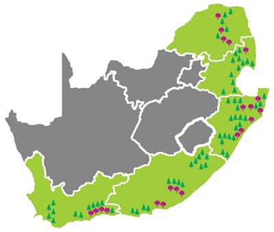 Forest Focus - Key aspects of forestry in South Africa