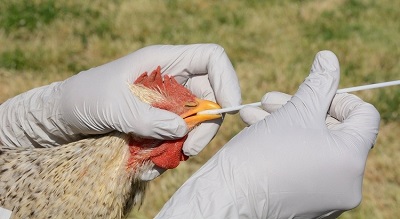 Poultry Sector Hit Hard as Bird Flu Outbreaks Persist