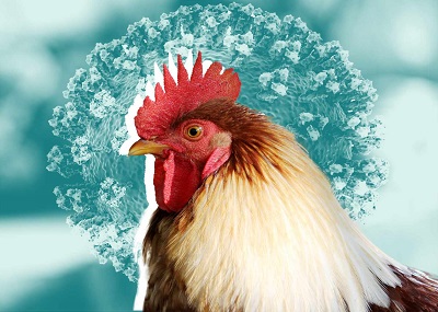 Poultry Sector Hit Hard as Bird Flu Outbreaks Persist