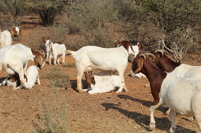 10 Important steps to Start a Boerbok Farm