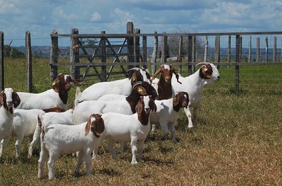 10 Important steps to Start a Boerbok Farm